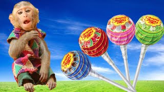 Monkey Baby Jerry find Big lollipops in the farm