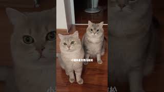 小猫坏事做尽 坏猫坏猫 被迫营业的猫猫 吸猫 蓝金渐层 小猫坏事做尽之歌