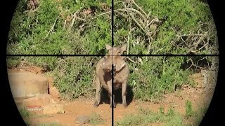 African boar vs hunter 👍😍🔥🔥 Part 1