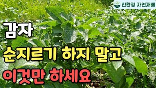 감자 많이 수확하려면 꼭 이걸 해줘야 됩니다