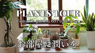 【観葉植物】(音声解説入り)Plants tour お部屋に潤いを♪　我が家の観葉植物をご紹介します。広いリビングに大きな観葉植物だけがお洒落ではない。色んな楽しみ方でお部屋に潤いと彩りを♪