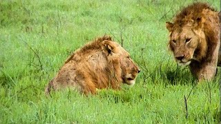Extraordinary Lion Hunt Filmed | Attenborough 60 Years In The Wild | BBC Earth
