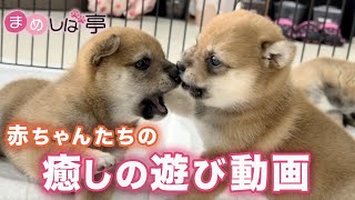 【豆柴犬】かわいい赤ちゃんたちの癒し動画！まめしば亭ブログvlog