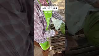 แตงโมไร้เมล็ด ของแท้ #funnyvideo #watermelon