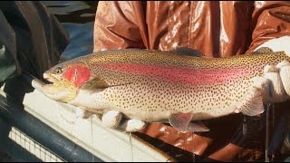 Grant's Getaways: Trout 365