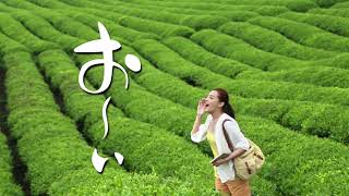 伊藤園綠茶 茶園篇