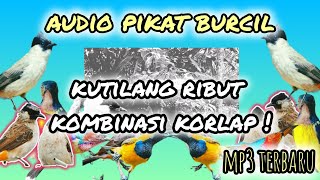 suara pikat burung kecil kutilang ribut kombinasi korlap ribut ampuh !