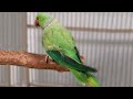 How to TAME AND TRAIN a Timid Indian Ringneck Parrot