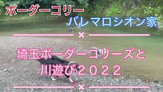 【ボーダーコリー大好き】バレマロシオン家と埼玉ボーダーコリーズの川遊び２０２２