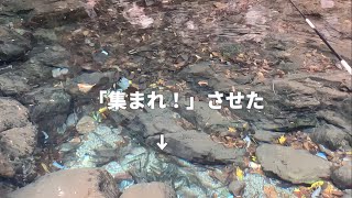 群れの中の美味しそうな魚を釣って、アルコールの瓶に閉じ込めた