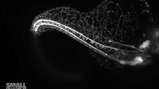 Zebrafish Embryo Growing Its Elaborate Sensory Nervous System | 2018 Nikon Small World