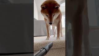 Shiba dog reacts to vacuum monster