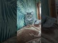 люблю shorts тикток love любовь cat попугай релакс хочуврек красота хит кот счастье топ