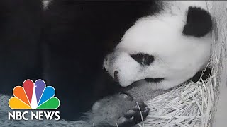 Jackson Daly Gets An Exclusive Look At National Zoo’s Giant Panda Cub | Nightly News: Kids Edition