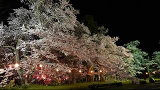 桜流雲