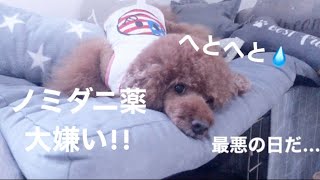 【ノミダニ薬】で大暴れ!!