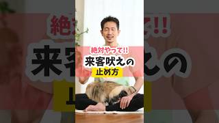 来客に吠えてしまう犬の直し方 #dog #犬のいる暮らし#shorts