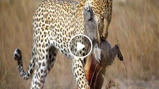 Leopard Catches Family Wild Boar