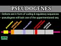 Pseudogenes | What Are Pseudogenes | Junk DNA |