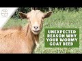 Surprising cause of death in a wormy goat