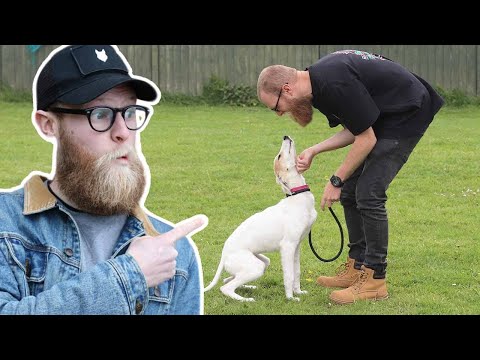 How do I teach my dog the word?