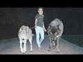Pets Animals Download HD MP4 3GP Video and Convert Mp3 ...