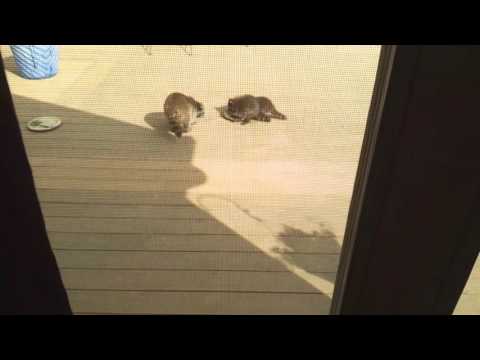 Baby Raccoons Eating Cat Food Baby Raccoons Eating Cat Food