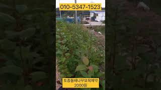 토종 돌배나무 묘목 예약 010-5347-1523