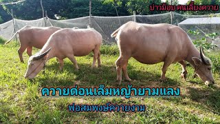 Ep.698 ชมบรรยากาศควายเผือกเล็มหญ้าข้างบ้าน พ่อสมพงษ์ 087-9025977