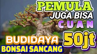 Pemula Bonsai Juga Bisa Cuan 50jt Dari Budidaya Bonsai #bonsai #bonsaisancang#bonsaishito#bonsaimame