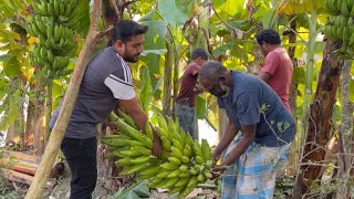 গ্রামের বাড়ির এক বাগান থেকেই আমার বাবার কত কত টাকা ইনকাম! সবাই মাশা-আল্লাহ বলবেন প্লিজ😁