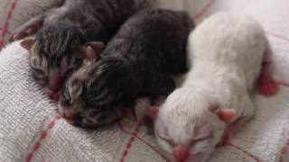 捨てられていた子猫の保護記録1(生後1〜2日目)Abandoned Newborn Kittens