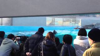 20120102 平川動物園 カリフォルニアアシカ　Hirakawa Zoo California sea lion