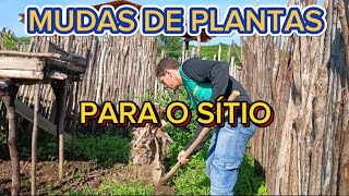 GANHAMOS MUITAS MUDAS DE PLANTAS MAS VISITANDO A MINHA MÃE!!!