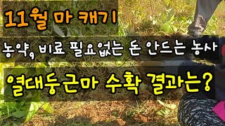 11월 마 캐기 야산 밭 봄에 심고 캐기만 하면 되는 둥근마, 한뿌리에 무게는?