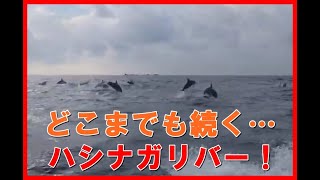 どこまでも続くハシナガリバー！ハシナガイルカの大移動　２０１８年１２月２４日１３：３０　小笠原諸島父島の観光：ドルフィンスイム・ホエールウォッチング