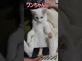 へそ天スタイルでブラッシングされていてつい両手が動いてしまう子猫がかわいすぎる動画 shorts