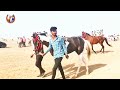 horse race at navinal kutch mundra kutch king popat vs soljar and cobra ઘોડા દોડ કચ્છ નવીનાળ