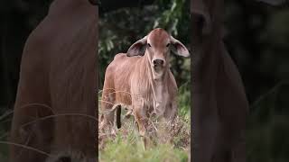 Ternero Brahman Rojo Puro