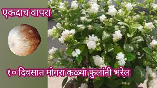 या खताच्या वापराने मोगऱ्याला येतील खूप सारी फुले||#mogara #Jasmine#spgardeningmarathi