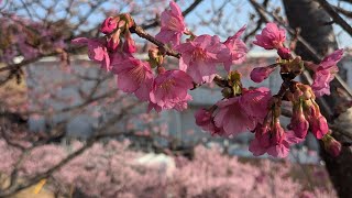 Japonya da Mandalina Budama Vakti−Kawazu Kiraz Cicegi Acti(Kawazu Cherry Blossom)−90lik Ciftci