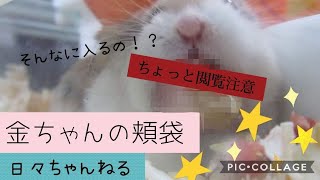 【ちょっと閲覧注意】金ちゃんの頬袋【ロボロフスキーハムスター】Kin's cheek bag  Roborovski hamster