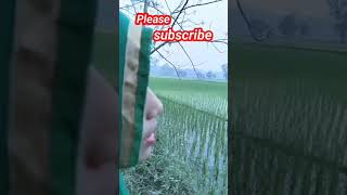 আছি গো ডুবে আমি পাপেরই সাগরে। #shorts #islamicvideo #islamicshorts #status #song #village #গজল