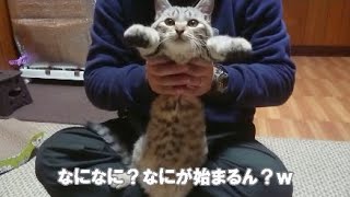 踊りを踊らされ放心状態だけど嫌ではない猫ｗ