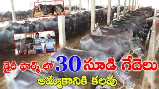 30 సూడి గేదెలు అమ్మకానికి కలవు |Sold Out| Pregnant Buffaloes for sale in Hyderabad | CBNews