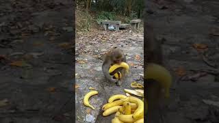 "This is monkey funny video" 😆😅|বানরের একটি মজার ভিডিও 😂|