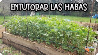 Cuidados Y Entutorado De Las Habas || Huerto Organico || La Huertina De Toni