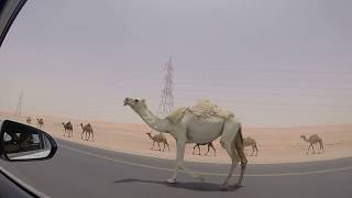 ARABIA SAUDI. WILD CAMELS ON THE ROAD