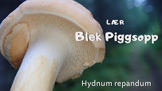 Lær piggsopp (hydnum repandum)