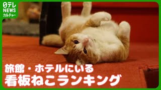 2月22日は『猫の日』　全国の旅館・ホテルの“看板ねこ”ランキング発表